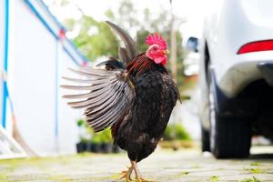 Decorative rooster in the yard photo