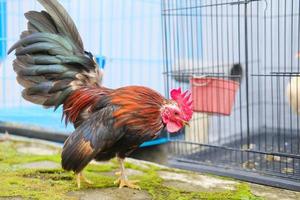 Decorative rooster in the yard photo