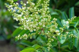 Longan flower blossoms in spring photo