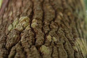 Rough tree bark texture details photo