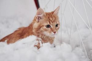 Close up view of cute cat on the fluffy white bed. Lovely nice pet photo