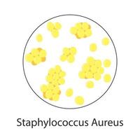 bacteria Staphylococcus Aureus isolated on white background. Vector illustration of microorganisms.