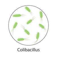 Escherichia coli blood poisoning bacterium. Vector illustration