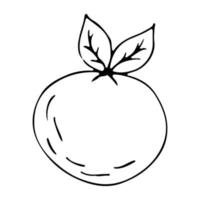 Orange outline, hand-drawn vector drawing of fruit