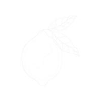 Lemon linear art icon on transparent background vector