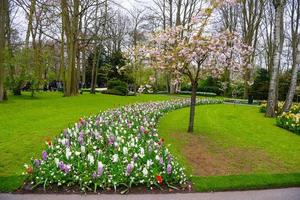 Blooming apple tree and tulips in Keukenhof park, Lisse, Holland, Netherlands photo