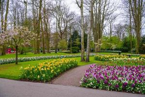 Blooming tulips and daffodils in Keukenhof park, Lisse, Holland, Netherlands. photo