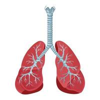 diagrama de pulmones humanos y tráquea, sistema respiratorio, icono de pulmones sanos. ilustración vectorial aislada en un fondo blanco. vector