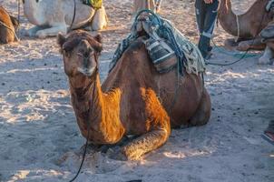 camello dromedario en el desierto del sahara, túnez, áfrica foto