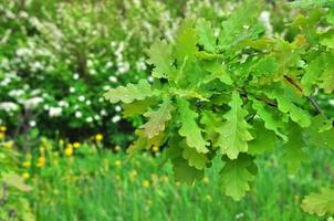 Colorful fresh green wet branch of a young oak with rain drops on leaves close-up, Sergiev Posad, Moscow region, Russia photo