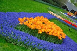 Red, orange and blue tulips in Keukenhof park in Holland
