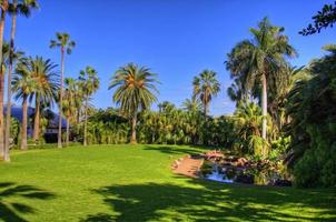 Flamingos near the palm, Tenerife, Canarian Islands photo