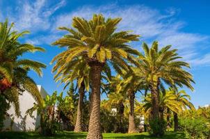 Date palms with a blue clear sky in Hammamet Tunisia photo