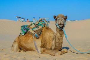 camello dromedario en el desierto del sahara, túnez, áfrica foto