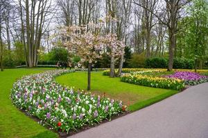 Blooming apple tree and tulips in Keukenhof park, Lisse, Holland, Netherlands photo