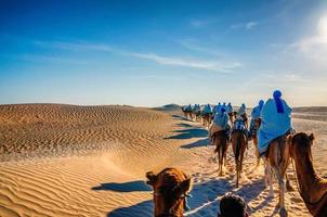 Camels caravan going in sahara desert, Tunisia, Africa photo