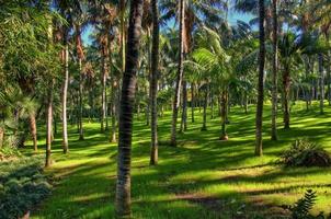 Palms in the jungles, Tenerife, Canarian Islands photo