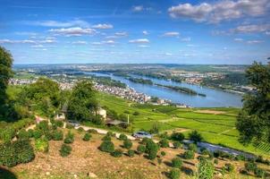 Viñedo cerca de Burg Ehrenfels, Ruedelsheim, Hessen, Alemania foto