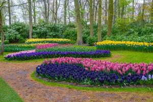 Fresh early spring pink, purple, white hyacinth bulbs. Flowerbed with hyacinths in Keukenhof park, Lisse, Holland, Netherlands