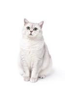 British Lorthair smoky cat isolated on white is waiting photo