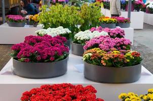 kalanchoe rosa, naranja y amarillo floreciente, parque keukenhof, lisse en holanda foto