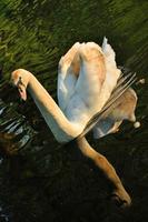 Graceful swimming swan in the rays of sunset in the river in Keukenhof park in Holland photo