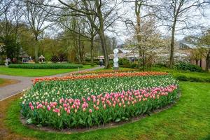 Blooming tulips in Keukenhof park, Lisse, Holland, Netherlands photo