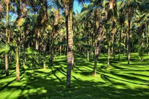 palmeras en las selvas, tenerife, islas canarias foto