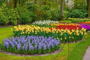 tulipanes y otras flores en el parque keukenhof, lisse, holanda, países bajos. foto