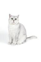 British Lorthair smoky cat isolated on white is waiting photo