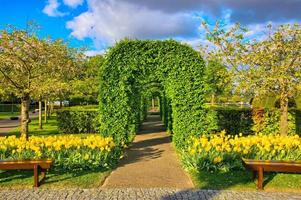 arbustos callejón verde con tulipanes amarillos, parque keukenhof, lisse en holanda foto