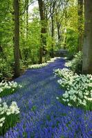 Grape Hyacinth and white daffodils in Keukenhof park in Holland photo
