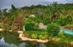 River in the park with palms, Tenerife, Canarian Islands photo