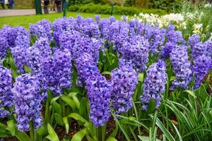 Fresh early spring hyacinth bulbs, grown in Land garden , gladiolus and hyacinth. Flowerbed with hyacinths in Keukenhof park, Lisse, Holland, Netherlands photo