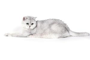 British Lorthair smoky cat isolated on white lying relaxed photo