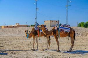 camellos dromedarios en el desierto del sahara, túnez, áfrica foto