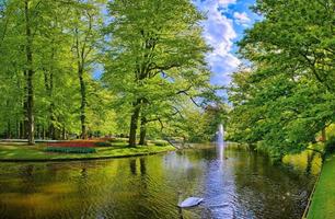 lago con hermosos cisnes blancos en el parque keukenhof, lisse, holanda foto