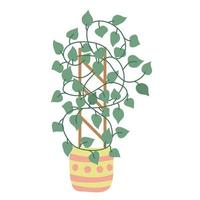 Scindapsus plant in a flower pot decorated with ornaments. Vector hand drawn illustration of liana house plant isolated on white background. Flat style.