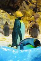 grandes pingüinos rey en loro parque, tenerife, islas canarias. foto