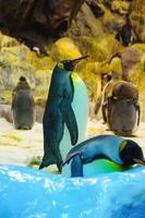 Big King penguins in Loro Parque, Tenerife, Canary Islands. photo