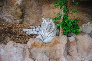 Bengal white tiger in Loro Parque, Tenerife, Canary Islands. photo