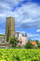 viñedo cerca de la fortaleza boosenburg, ruedelsheim, hessen, alemania foto