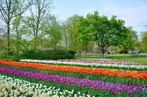 Purple, red, white and orange tulips in Keukenhof park in Holland photo