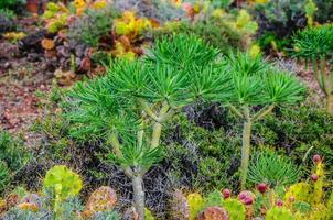 Plant on North-west coast of Tenerife near Punto Teno Lighthouse, Canarian Islands photo