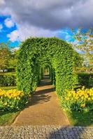 arbustos callejón verde con tulipanes amarillos, parque keukenhof, lisse en holanda foto