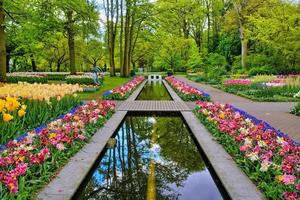 camino de agua rodeado de coloridos tulipanes, parque keukenhof, lisse en holanda foto