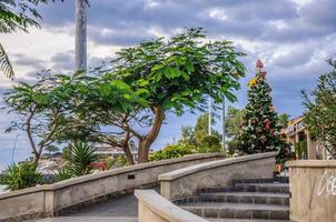 Trees and christmas tree in Tenerife, Spain photo