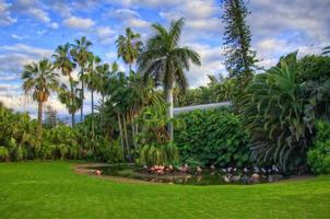 Flamingos near the palm, Tenerife, Canarian Islands photo