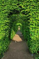 Bushes green alley, Keukenhof Park, Lisse in Holland photo