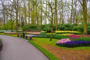 Fresh early spring pink, purple, white hyacinth bulbs. Flowerbed with hyacinths in Keukenhof park, Lisse, Holland, Netherlands. photo